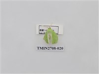 藏品(尺蛾255)的圖片